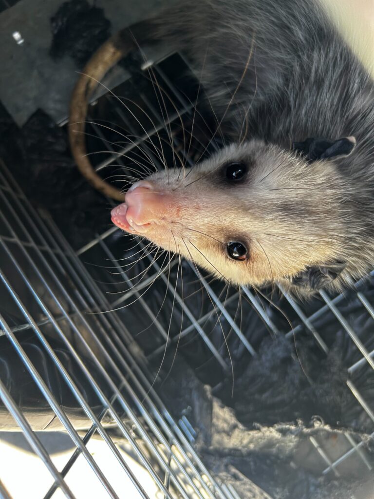 Wildlife Removal Alaiedon