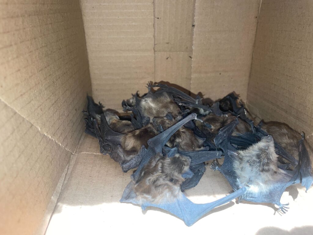 Wildlife Removal Alaiedon