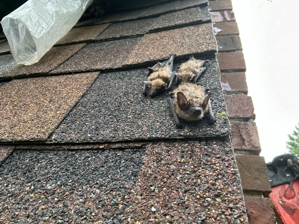 Wildlife Removal Alaiedon